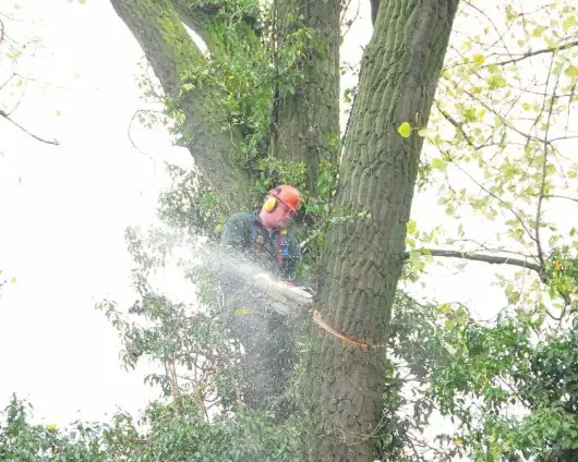 images/01roosendaal/6 bomen rooien Lochem-530x424-fd4