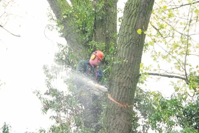 images/01roosendaal/6 bomen rooien Lochem-635x424-1c6
