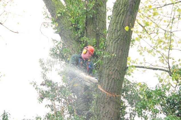 kappen bomen Uddel