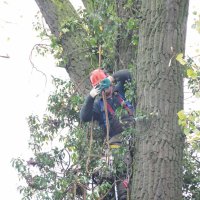 images/01roosendaal/7 bomen rooien Deventer-200x200-d0d