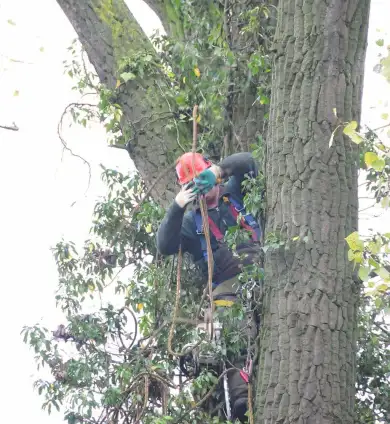 images/01roosendaal/7 bomen rooien Deventer-390x424-75c