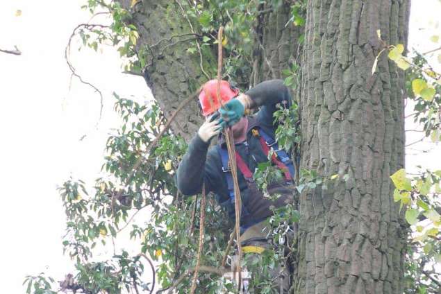 bomen rooien Hoogland