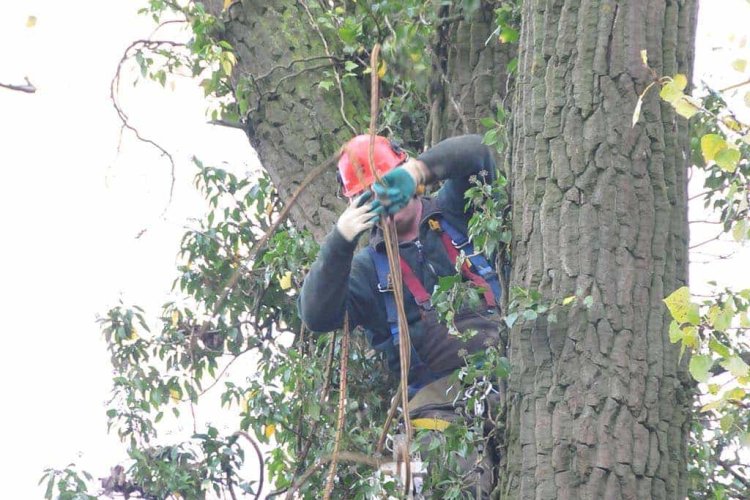 images/01roosendaal/7 bomen rooien Deventer-750x500-94c