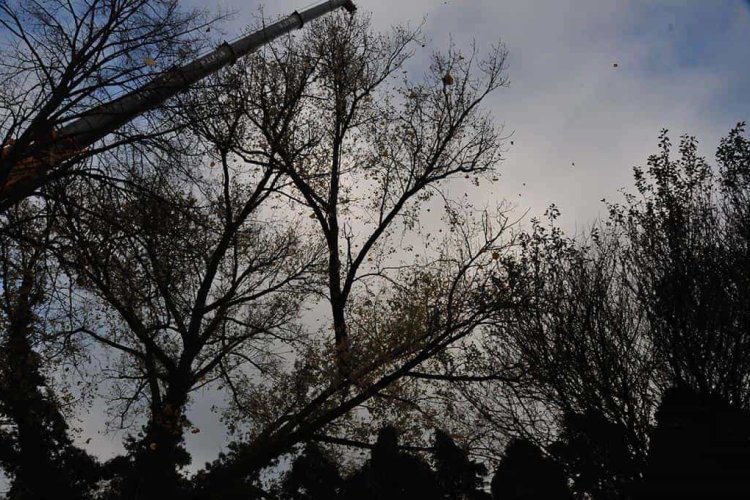 images/01roosendaal/8 bomen rooien Goor-750x500-94c