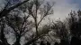 images/01roosendaal/8 bomen rooien Goor-90x51-37f