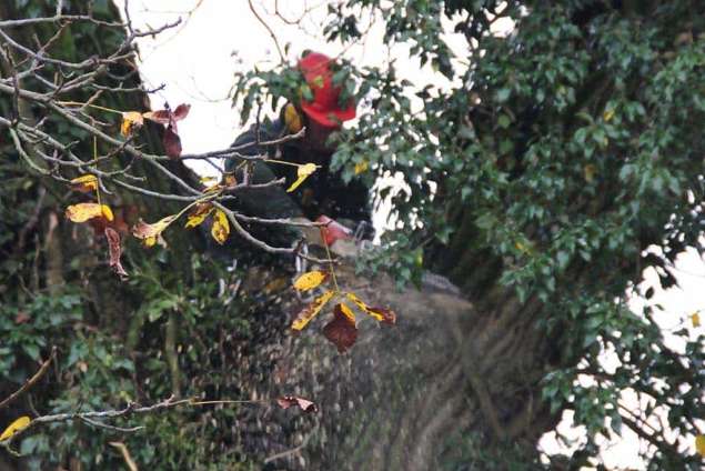 Bomen rooien Philippine