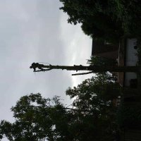 images/01roosendaal/bomen kappen bomen rooien bomen vellen bomen snoeien Zundert Bergen op Zoom -200x200-d0d