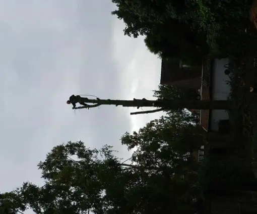 images/01roosendaal/bomen kappen bomen rooien bomen vellen bomen snoeien Zundert Bergen op Zoom -510x424-0b2