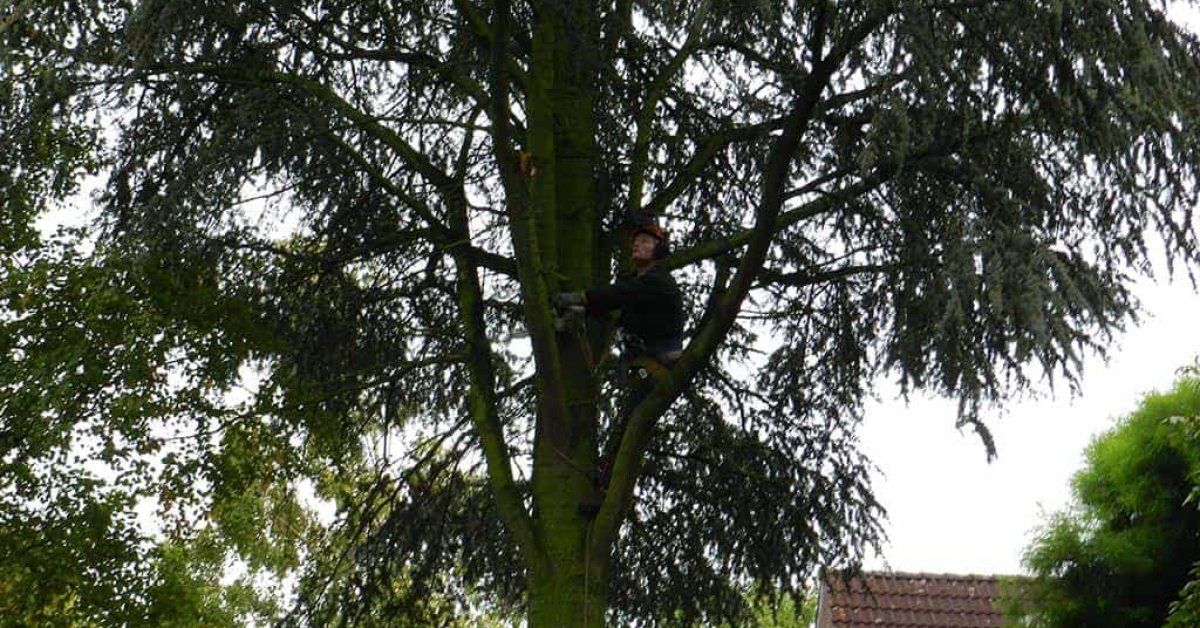 images/01roosendaal/bomen rooien bomen kappen bomen velen bomen snoeien Moerdijk sint-oedenrode-1200x628-f89