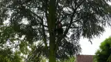 images/01roosendaal/bomen rooien bomen kappen bomen velen bomen snoeien Moerdijk sint-oedenrode-160x90-18d