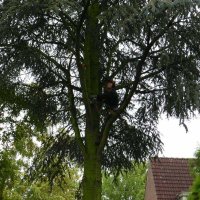images/01roosendaal/bomen rooien bomen kappen bomen velen bomen snoeien Moerdijk sint-oedenrode-200x200-d0d