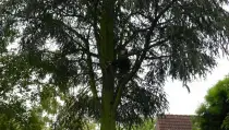 images/01roosendaal/bomen rooien bomen kappen bomen velen bomen snoeien Moerdijk sint-oedenrode-210x119-274
