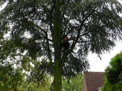 rooien kappen, vellen van een boom, ceder in stukken zagen in Roosendaal, Prinsenbeek ,Etten-Leur
