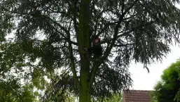images/01roosendaal/bomen rooien bomen kappen bomen velen bomen snoeien Moerdijk sint-oedenrode-257x145-a1e
