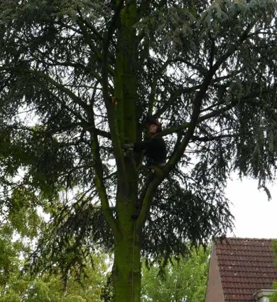 images/01roosendaal/bomen rooien bomen kappen bomen velen bomen snoeien Moerdijk sint-oedenrode-390x424-75c