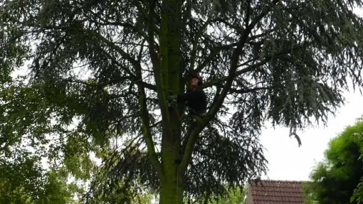 images/01roosendaal/bomen rooien bomen kappen bomen velen bomen snoeien Moerdijk sint-oedenrode-510x287-73b