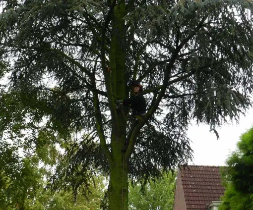 images/01roosendaal/bomen rooien bomen kappen bomen velen bomen snoeien Moerdijk sint-oedenrode-510x424-0b2