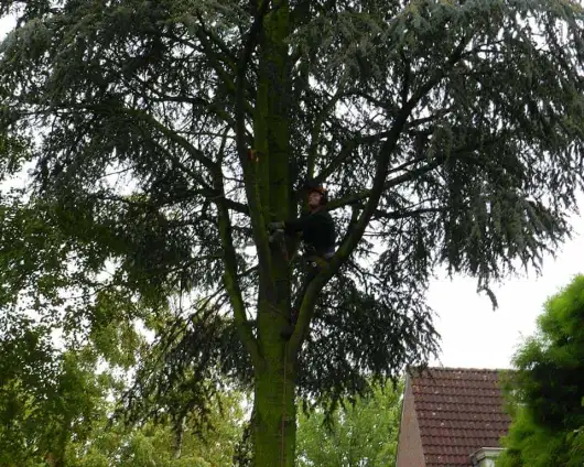 images/01roosendaal/bomen rooien bomen kappen bomen velen bomen snoeien Moerdijk sint-oedenrode-530x424-fd4