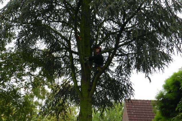 rooien van een ceder met klimlijn en kettingzaag. de takken kunnen vrij vallen in de tuin indien dit niet kan vangen wij de takken af met een lijn etteleur