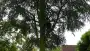 images/01roosendaal/bomen rooien bomen kappen bomen velen bomen snoeien Moerdijk sint-oedenrode-90x51-37f