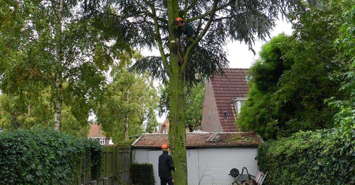 images/01roosendaal/bomen rooien bomen kappen bomen vellen bomen snoeien Steenbergen Etten-Leur-1200x628-f89
