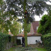 images/01roosendaal/bomen rooien bomen kappen bomen vellen bomen snoeien Steenbergen Etten-Leur-200x200-d0d