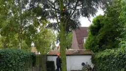 images/01roosendaal/bomen rooien bomen kappen bomen vellen bomen snoeien Steenbergen Etten-Leur-257x145-a1e