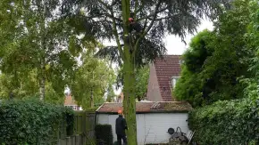 images/01roosendaal/bomen rooien bomen kappen bomen vellen bomen snoeien Steenbergen Etten-Leur-290x163-766