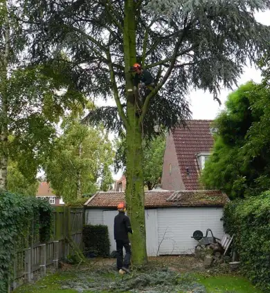 images/01roosendaal/bomen rooien bomen kappen bomen vellen bomen snoeien Steenbergen Etten-Leur-390x424-75c