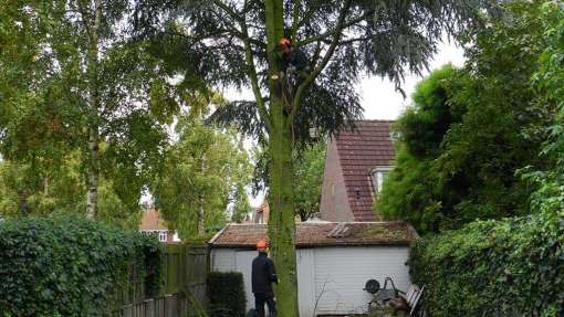 bomen rooien 