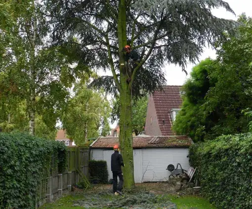 images/01roosendaal/bomen rooien bomen kappen bomen vellen bomen snoeien Steenbergen Etten-Leur-510x424-0b2