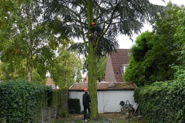images/01roosendaal/bomen rooien bomen kappen bomen vellen bomen snoeien Steenbergen Etten-Leur-635x424-1c6