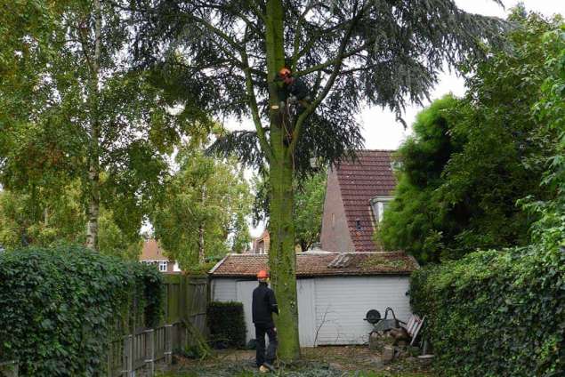 rooien van een atlasceder in Roosendaal, u kunt er ook voor kiezen ons de boom te laten rooien en het afval zelf weg te brengen 