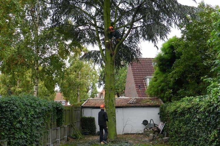 images/01roosendaal/bomen rooien bomen kappen bomen vellen bomen snoeien Steenbergen Etten-Leur-750x500-94c