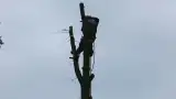 images/01roosendaal/bomen rooien bomen kappen boomstronk frezen Roosendaal Vegehl-160x90-be2