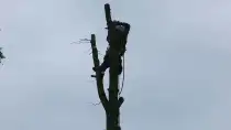 images/01roosendaal/bomen rooien bomen kappen boomstronk frezen Roosendaal Vegehl-210x118-a76