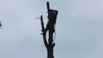 images/01roosendaal/bomen rooien bomen kappen boomstronk frezen Roosendaal Vegehl-210x119-b2b