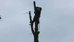images/01roosendaal/bomen rooien bomen kappen boomstronk frezen Roosendaal Vegehl-257x145-4f2