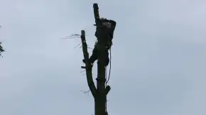 images/01roosendaal/bomen rooien bomen kappen boomstronk frezen Roosendaal Vegehl-290x163-3ec