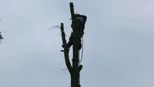 images/01roosendaal/bomen rooien bomen kappen boomstronk frezen Roosendaal Vegehl-510x287-b99