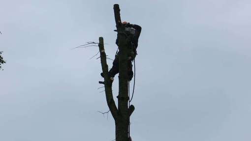 bomen rooien