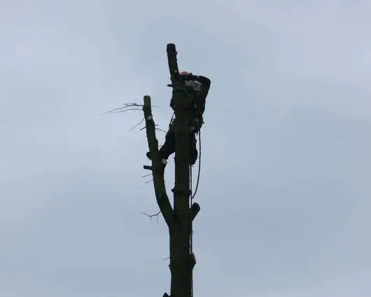 images/01roosendaal/bomen rooien bomen kappen boomstronk frezen Roosendaal Vegehl-530x424-4bb