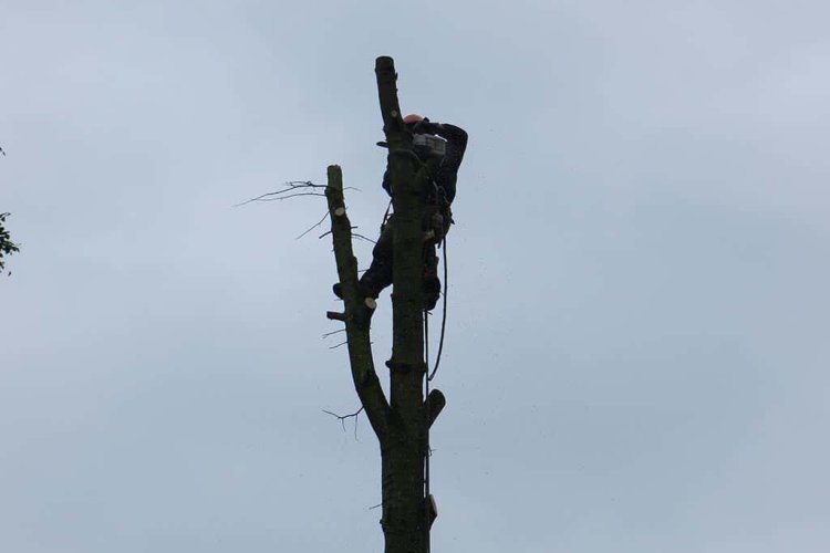 images/01roosendaal/bomen rooien bomen kappen boomstronk frezen Roosendaal Vegehl-750x500-11f