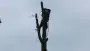 images/01roosendaal/bomen rooien bomen kappen boomstronk frezen Roosendaal Vegehl-90x51-2f8