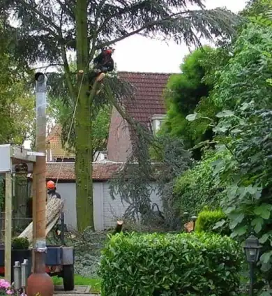 images/01roosendaal/bomen rooien hoe kap ik een groote boom in mijn achtertuin Someren Bernheze-390x424-75c