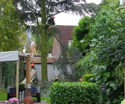 images/01roosendaal/bomen rooien hoe kap ik een groote boom in mijn achtertuin Someren Bernheze-510x424-0b2