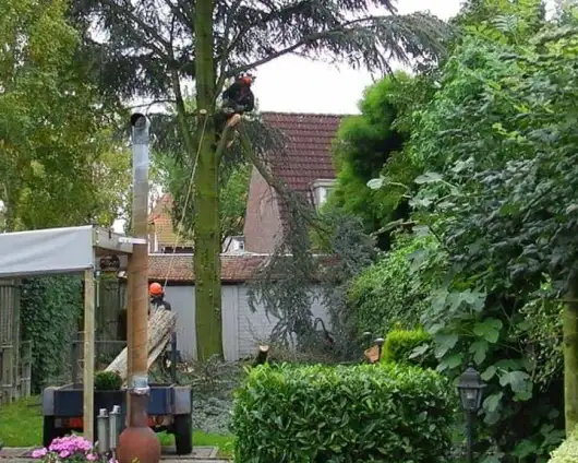images/01roosendaal/bomen rooien hoe kap ik een groote boom in mijn achtertuin Someren Bernheze-530x424-fd4