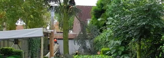 images/01roosendaal/bomen rooien hoe kap ik een groote boom in mijn achtertuin Someren Bernheze-550x197-b24