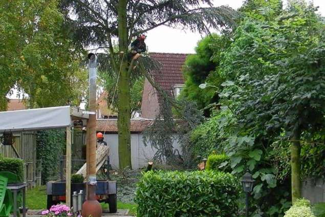 rooien van een ceder in Roosendaal Spoorstraat 260 in stukken zagen van een boom hoe moet dat Breda Tilburg Vught Oisterwijk Brabant Belgie bomen kappen
