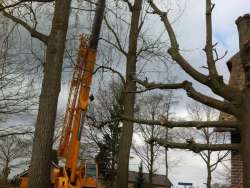 bomen rooien 